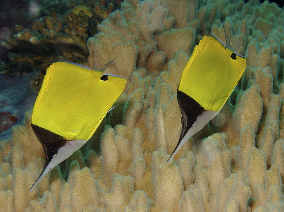 Butterfly fish (Forcipiger flavissimus)